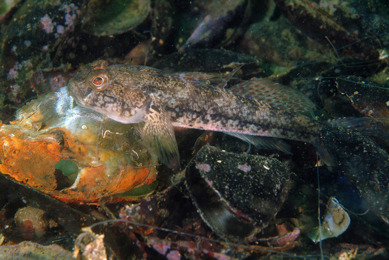 Gobius niger
